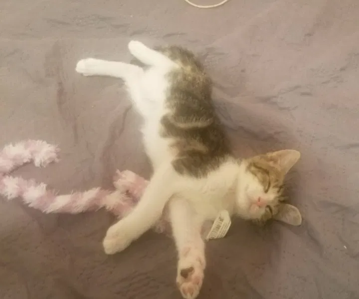 Lost cat in Largo, FL, 33778