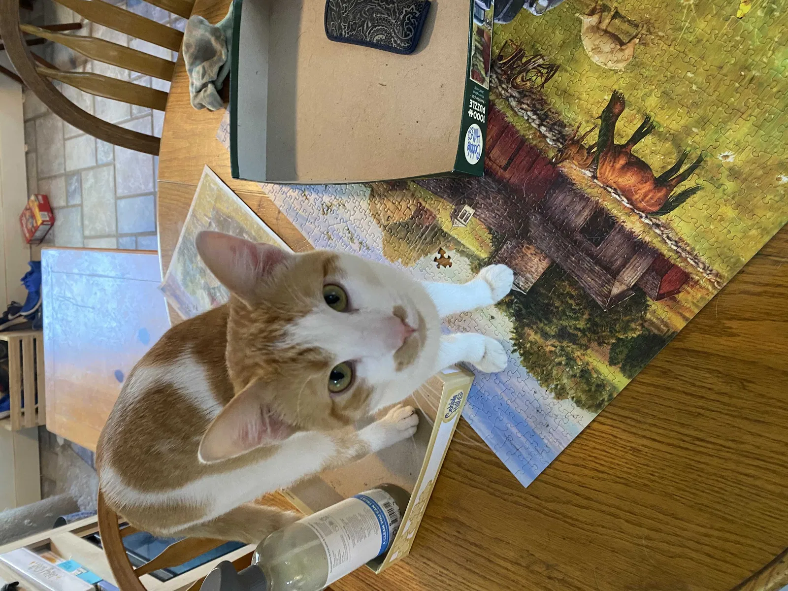 Lost cat in Corbett, OR, 97019