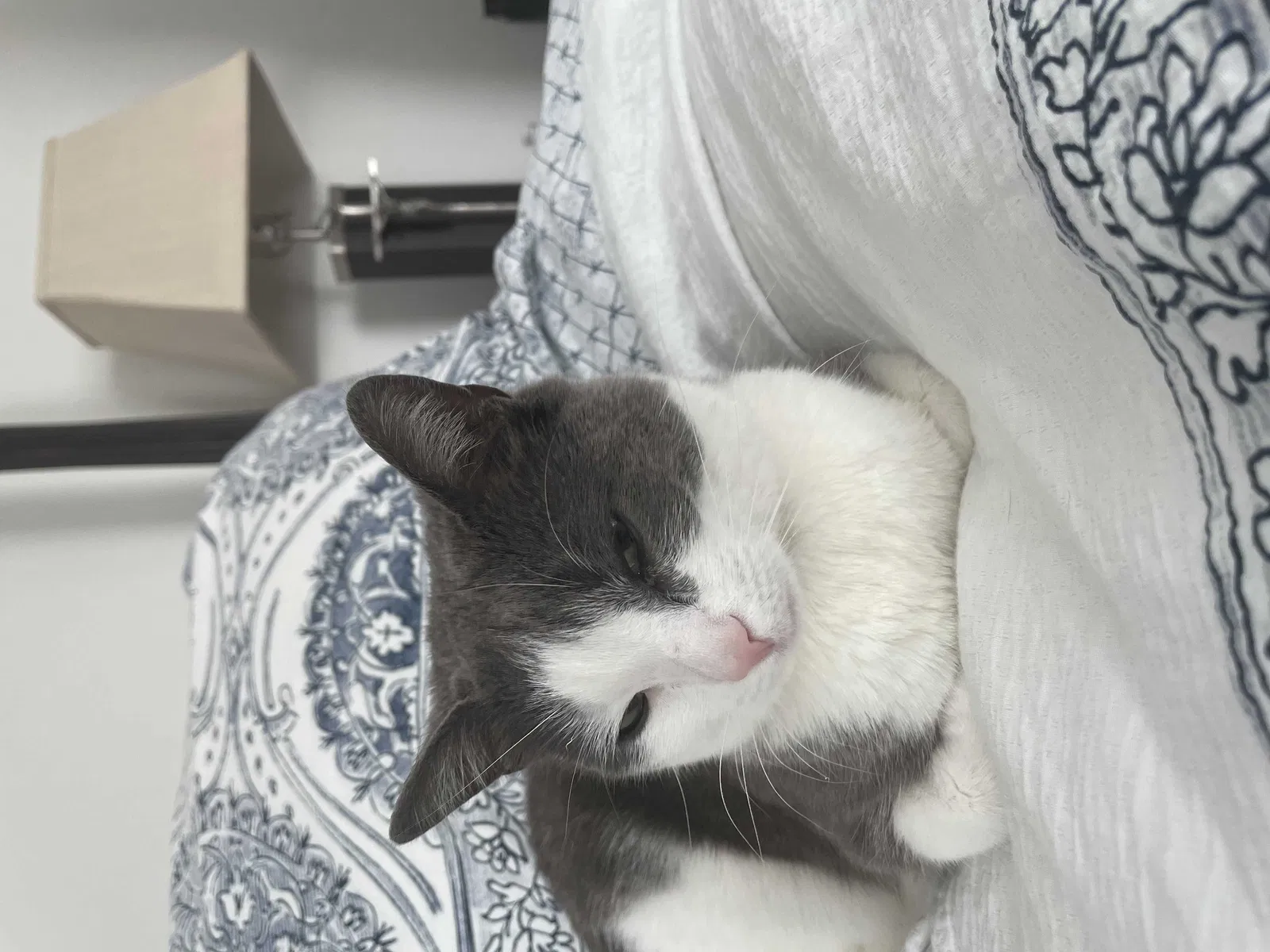 Lost cat in Plymouth, MA, 2360