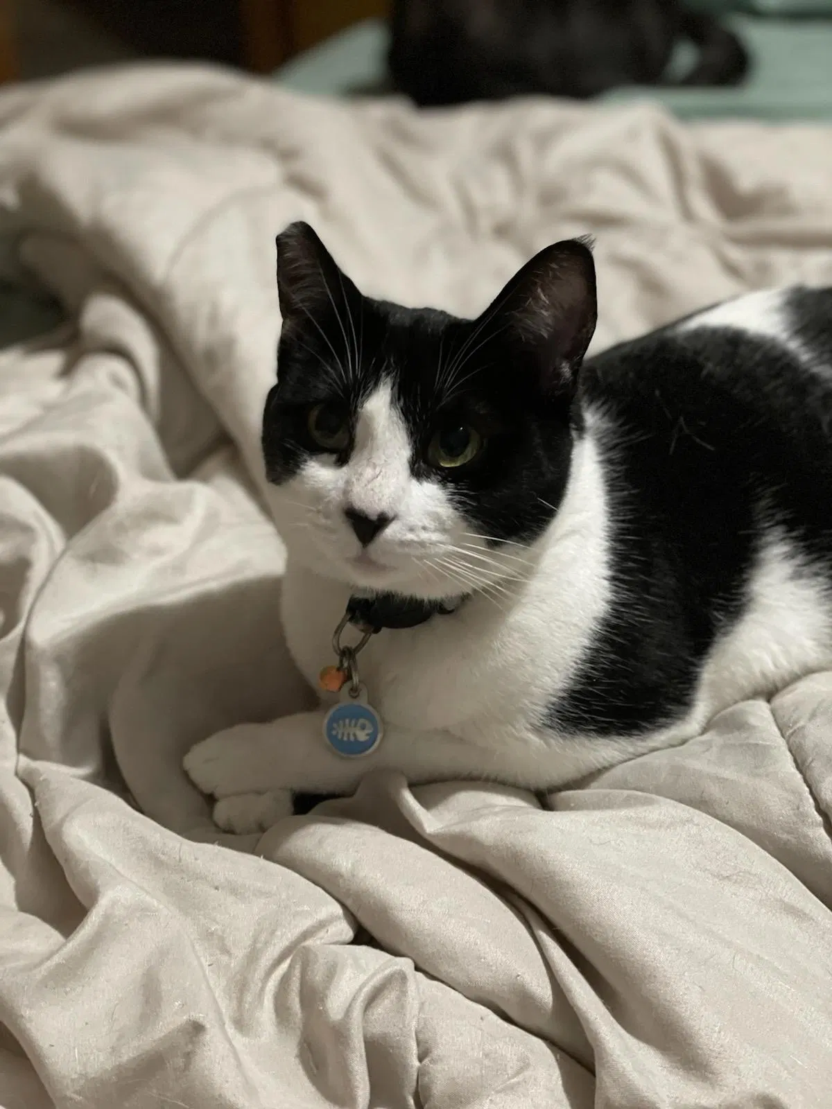 Lost cat in Cornelius, OR, 97113