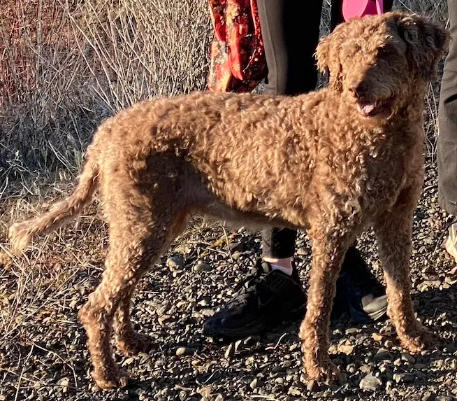 Missing Dog