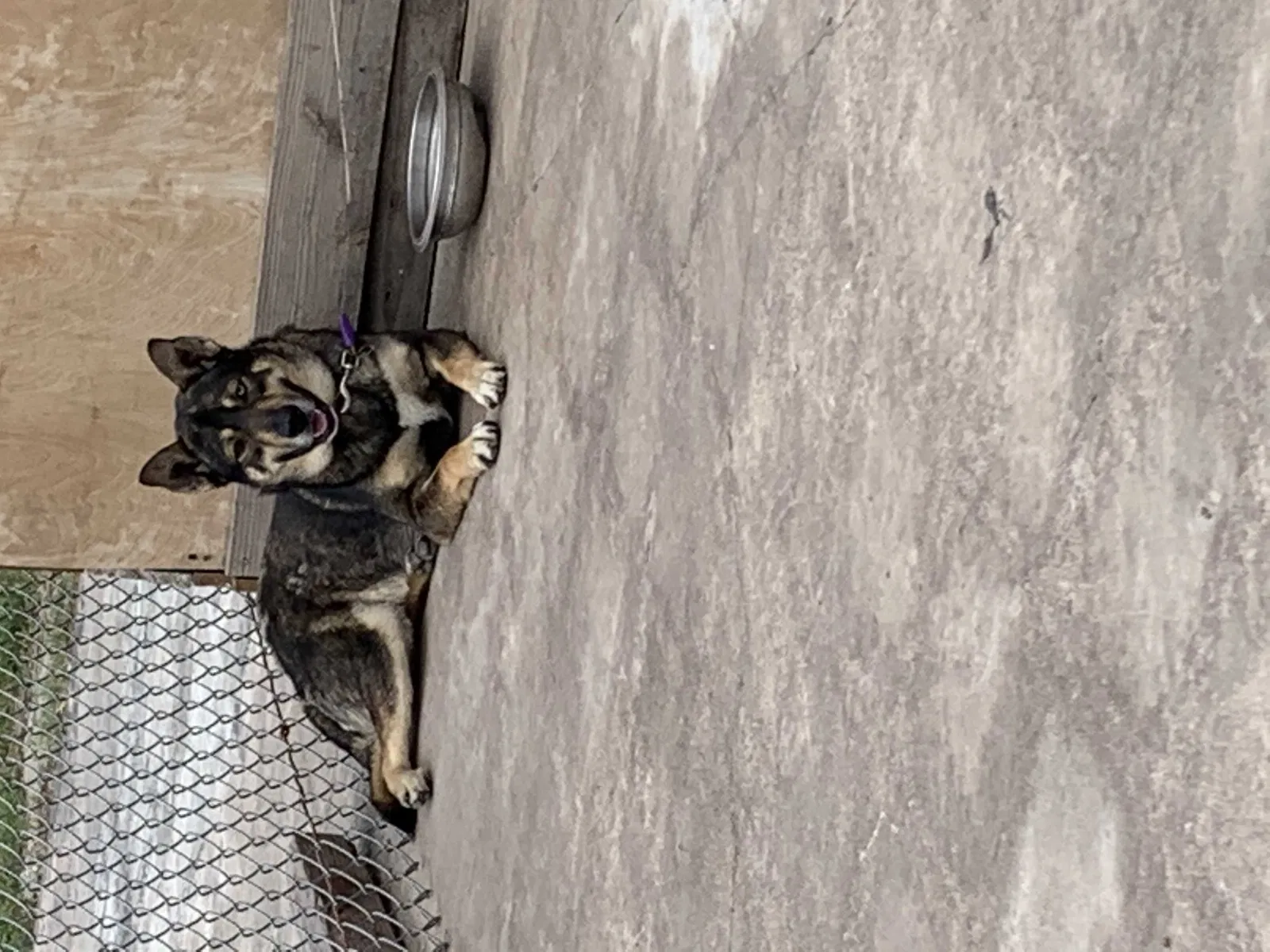 Lost dog in New Caney, TX, 77357