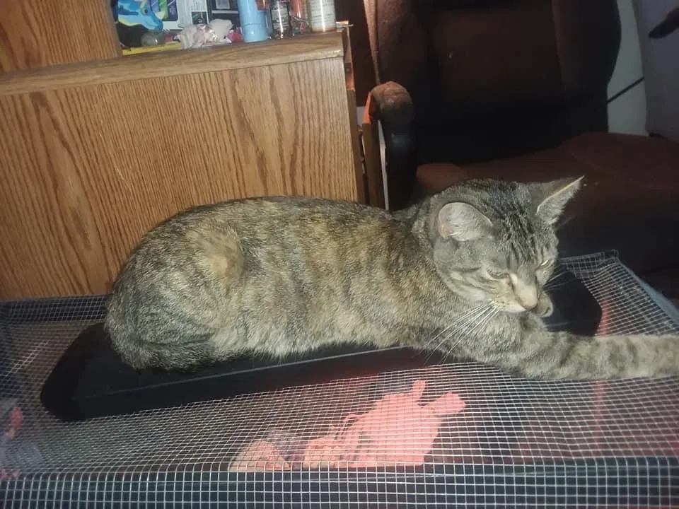 Lost cat in Oak Harbor, WA, 98277