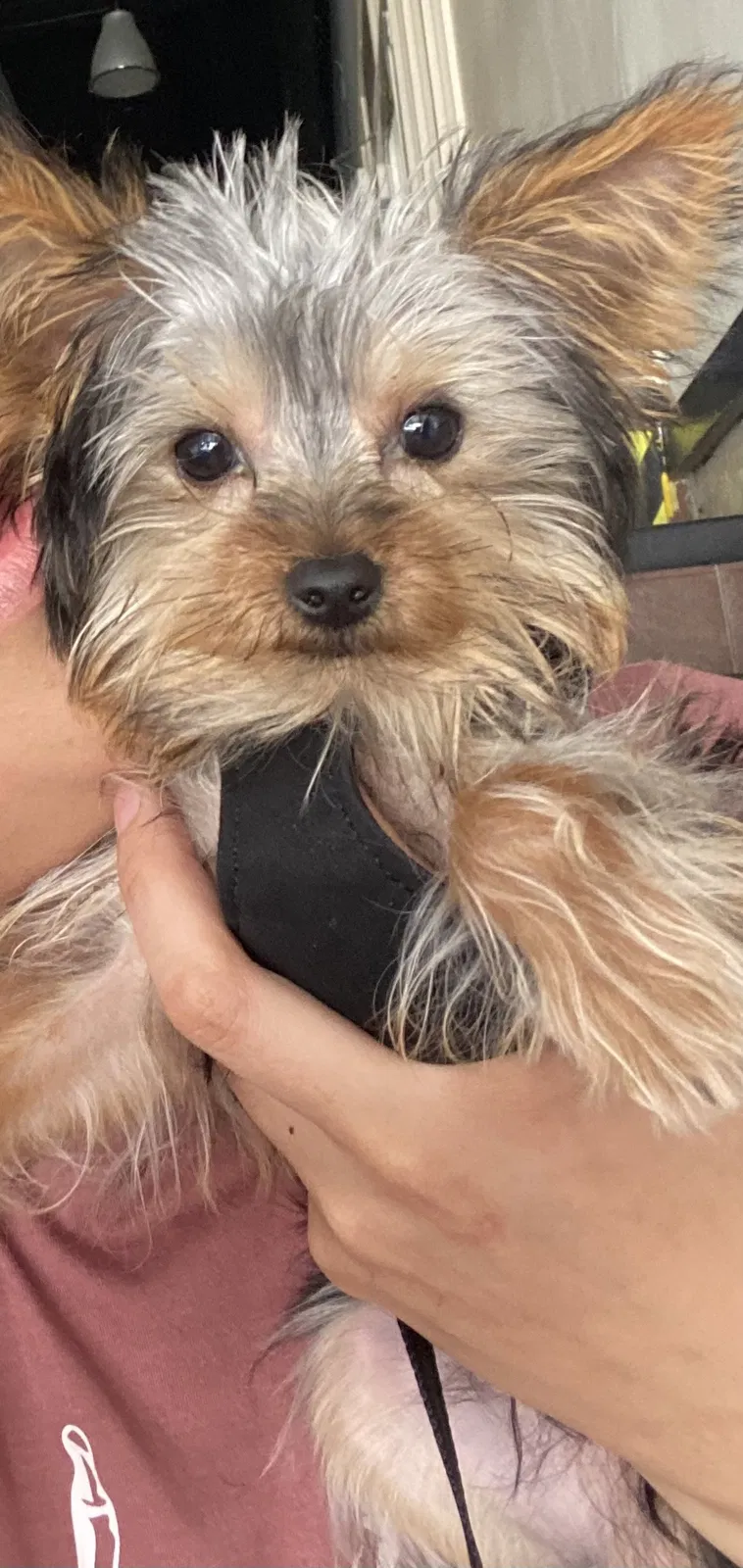 Lost dog in Spring Valley, CA, 91977