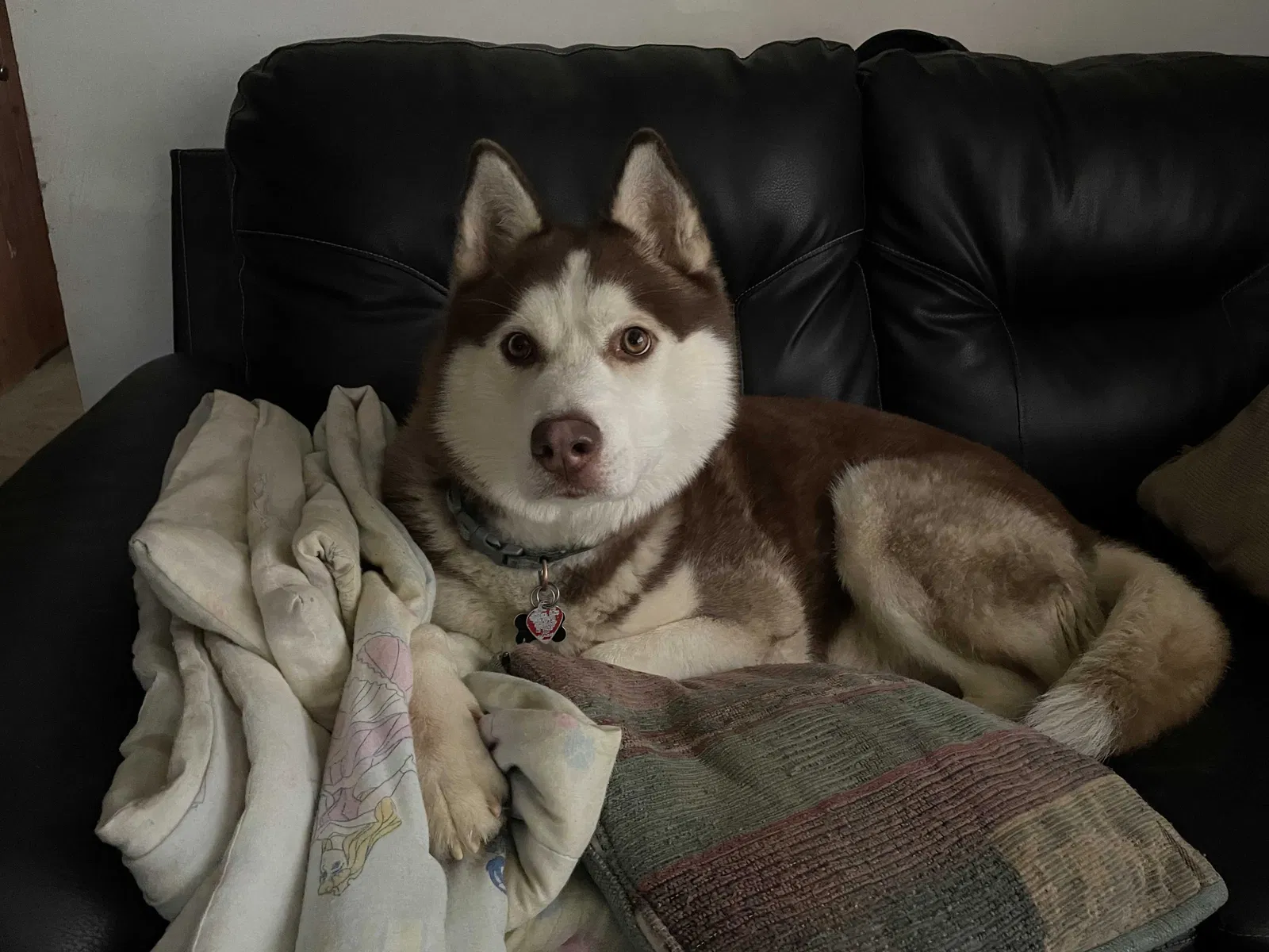 Lost dog in Hyattsville, MD, 20784