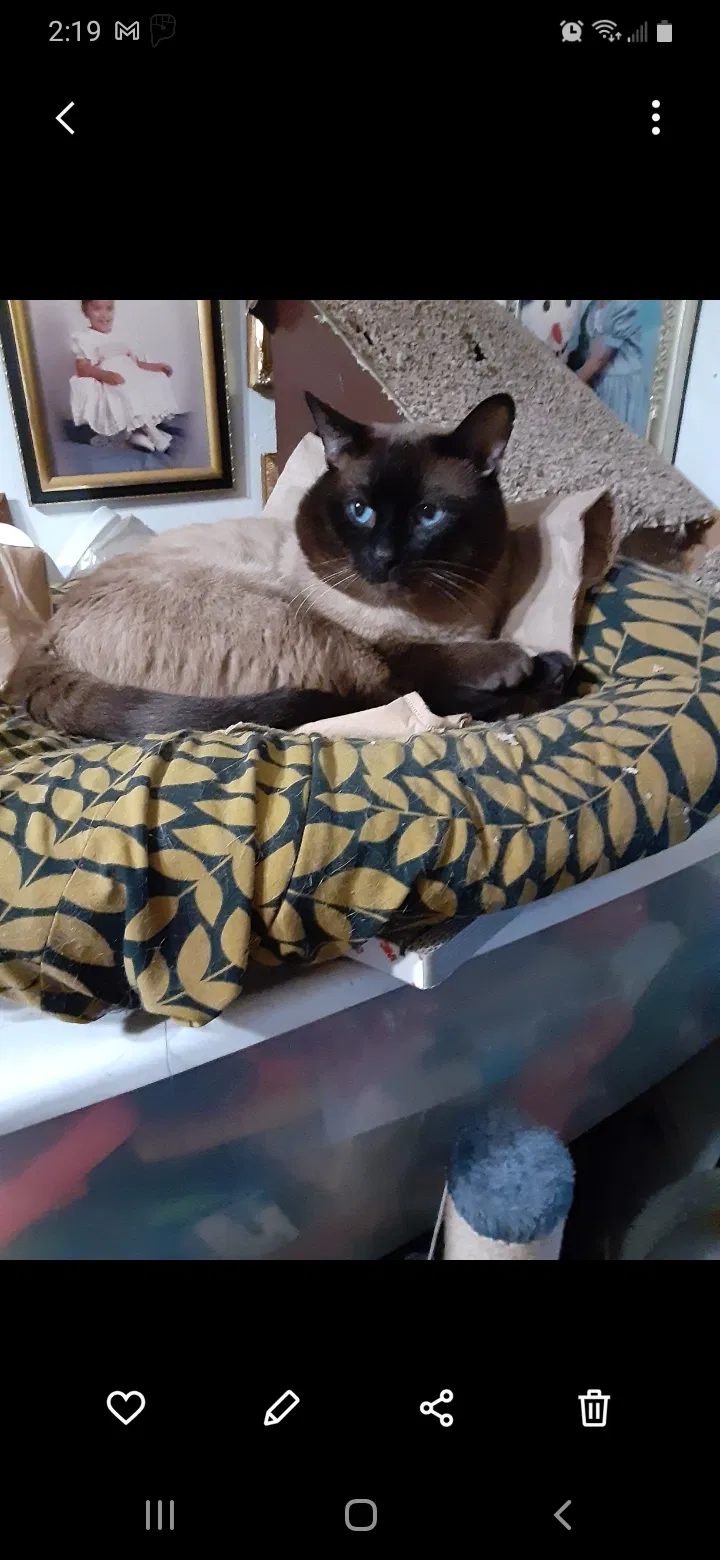 Lost cat in Bronx, NY, 10457