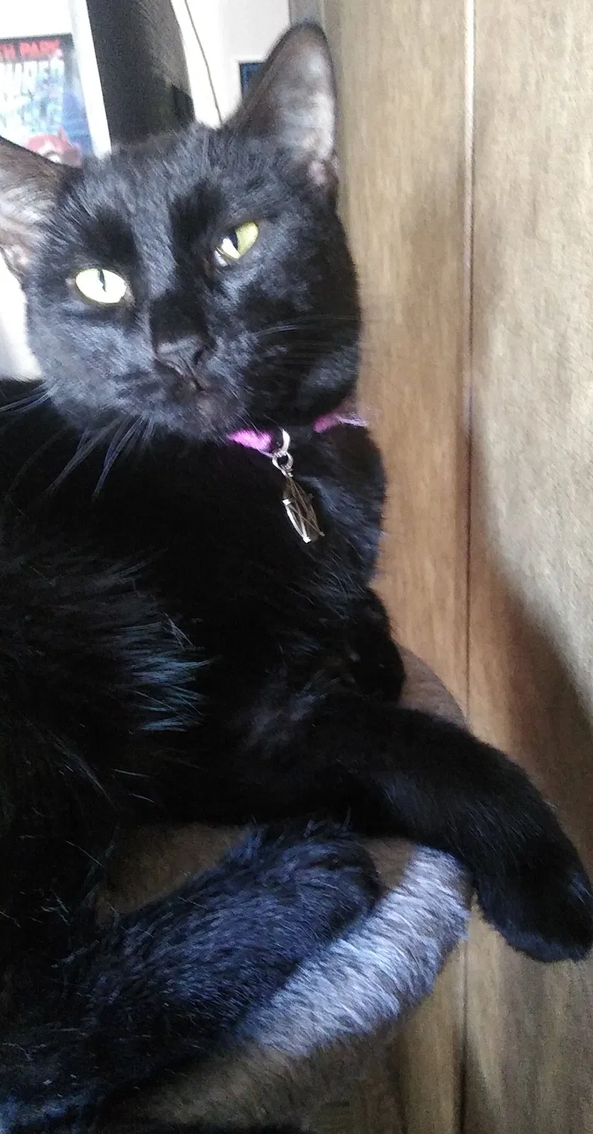Lost cat in Perrysburg, OH, 43551