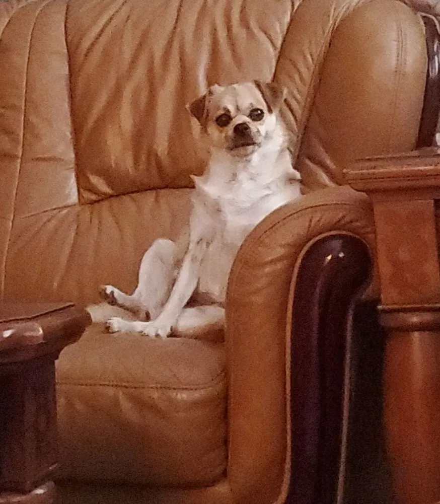 Lost dog in Perris, CA, 92571