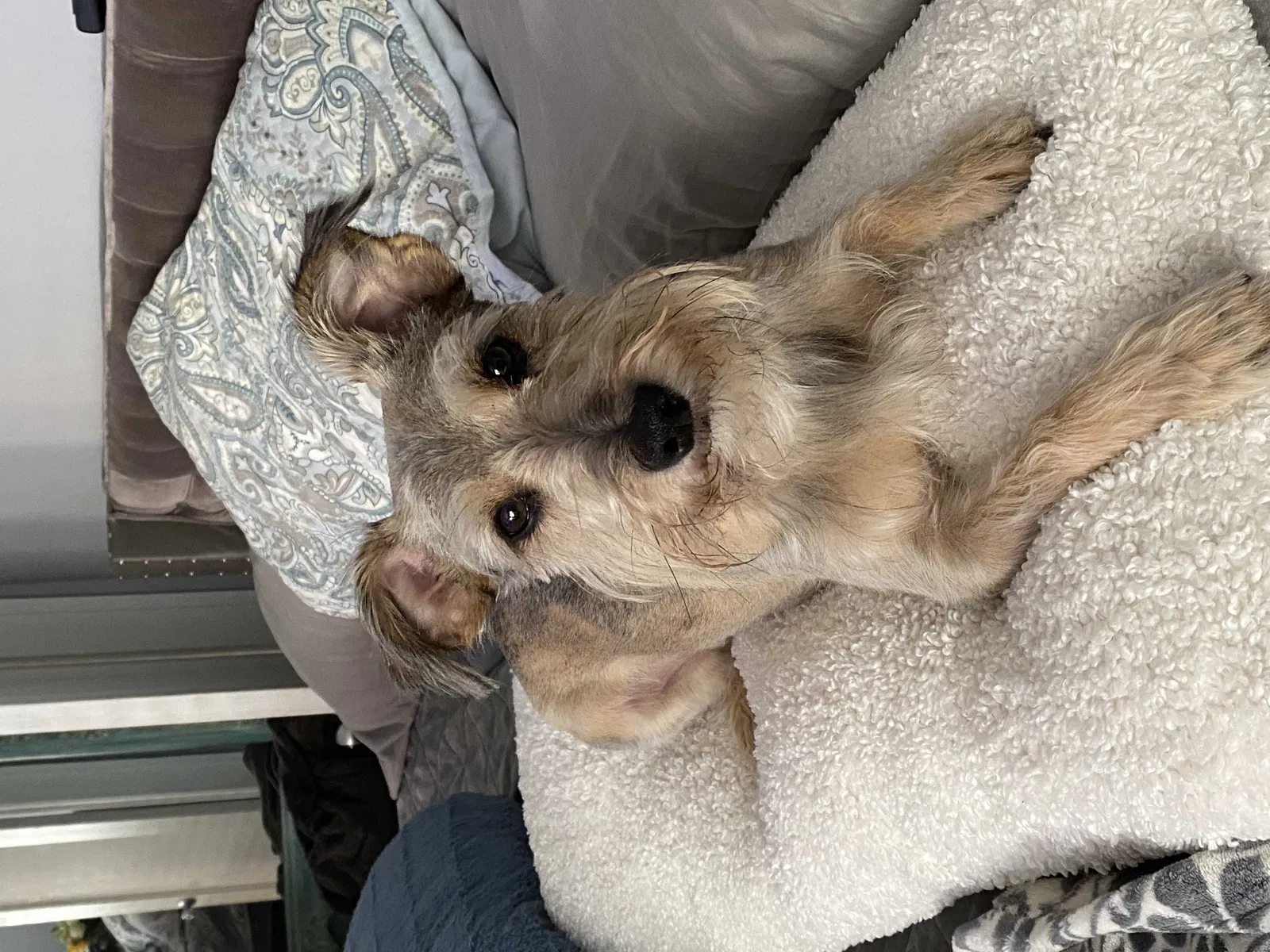 Lost dog in Richmond, VA, 23220