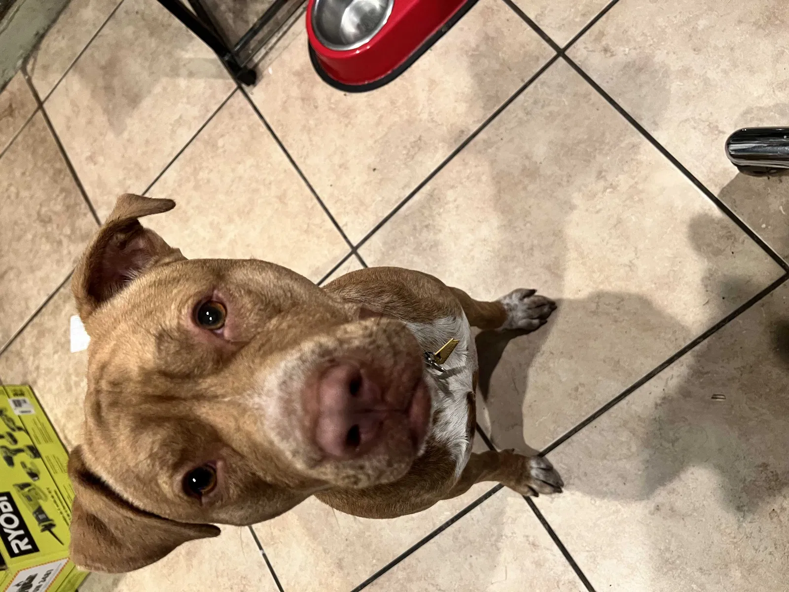 Lost dog in Tampa, FL, 33619