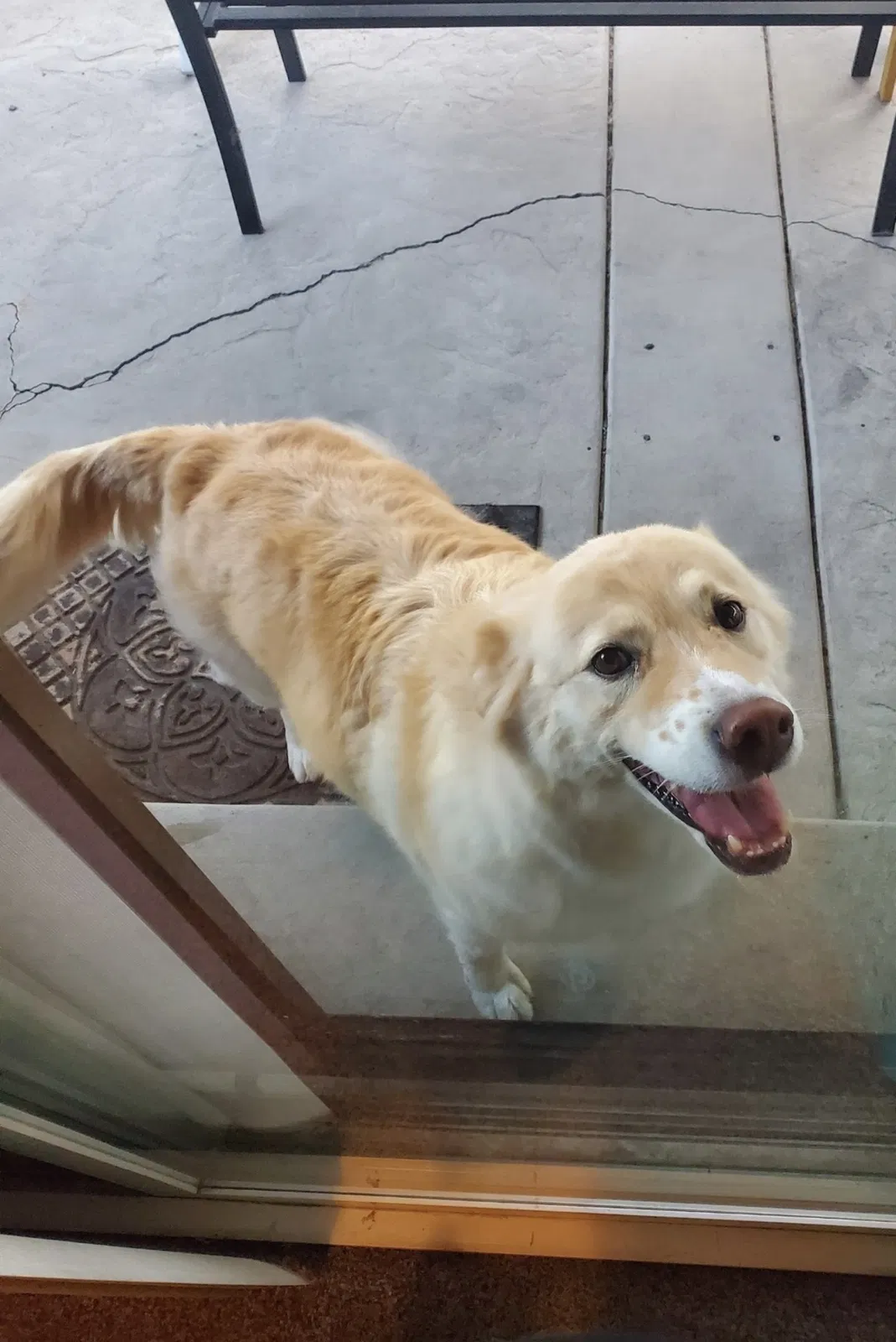 Lost dog in San Bernardino, CA, 92411