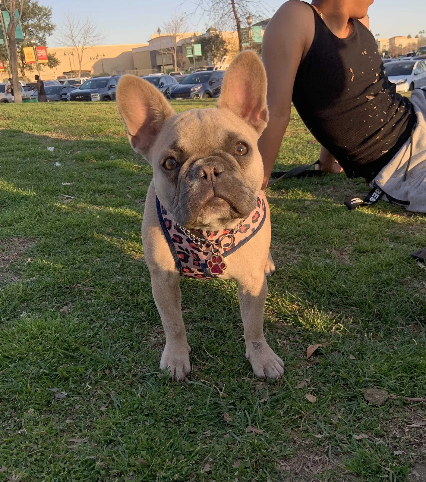 Lost dog in Bakersfield, CA, 93307