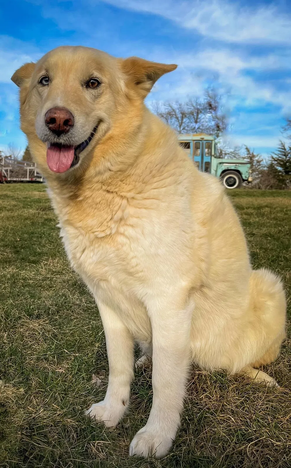 Lost dog in Crescent, IA, 51526