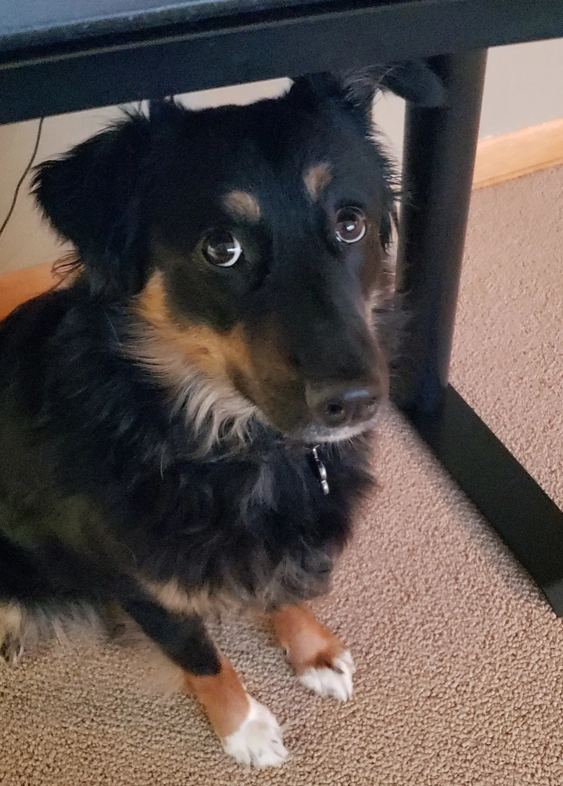 Lost dog in Youngstown, OH, 44512