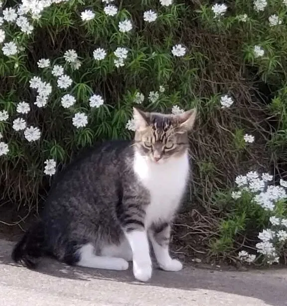Lost cat in Seattle, WA, 98125