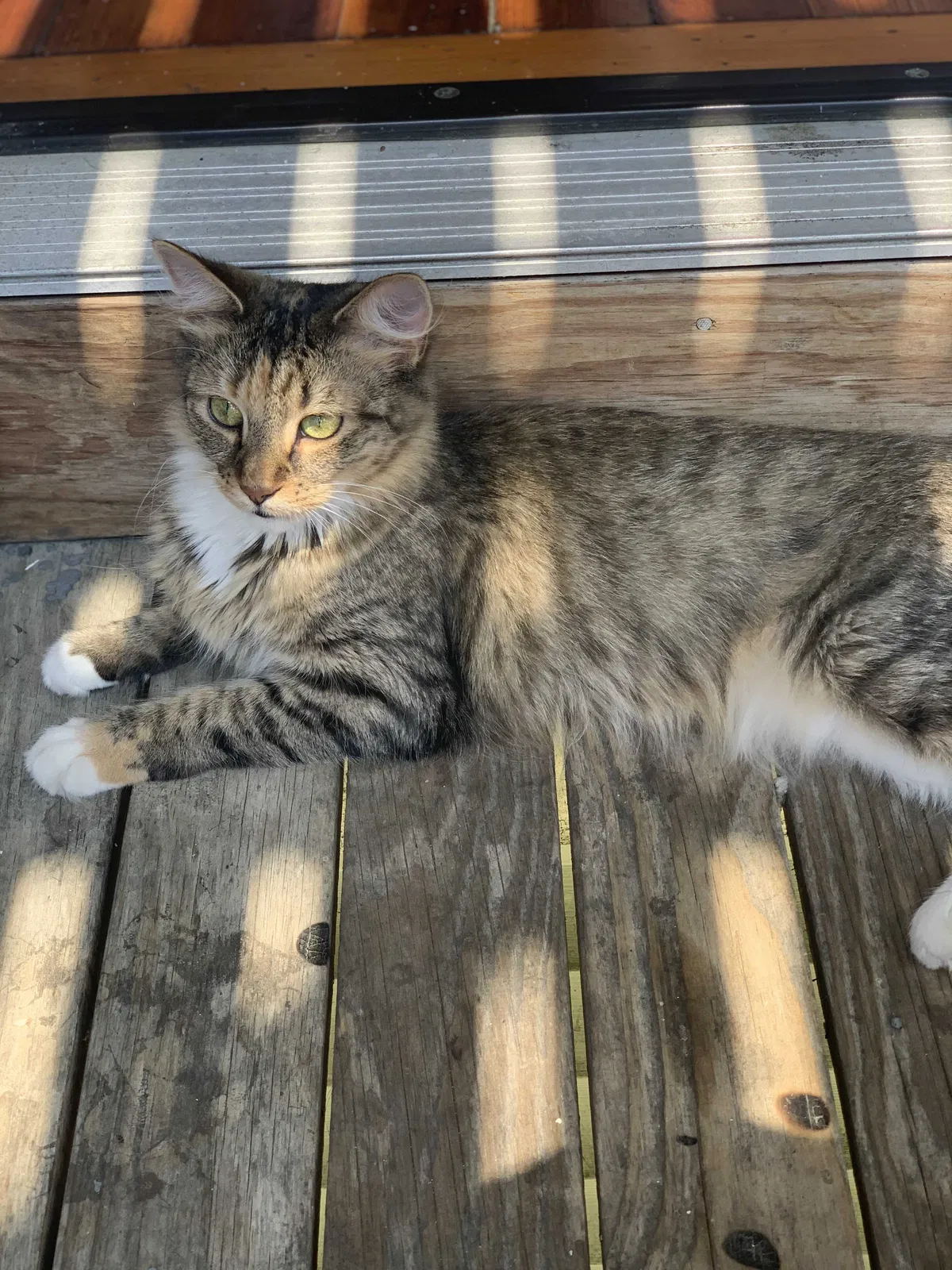 Lost cat in Saugus, MA, 1906