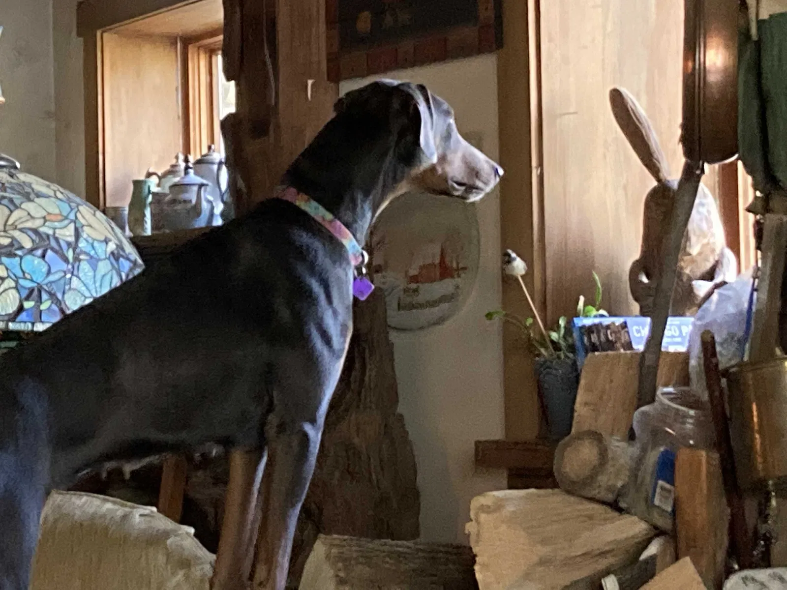 Lost dog in Louisville, KY, 40299