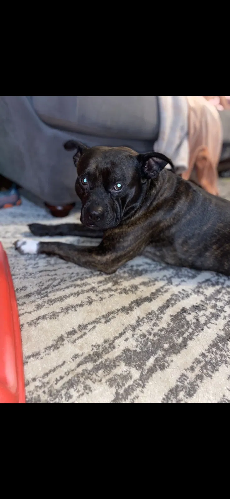 Lost dog in Troy, VA, 22974
