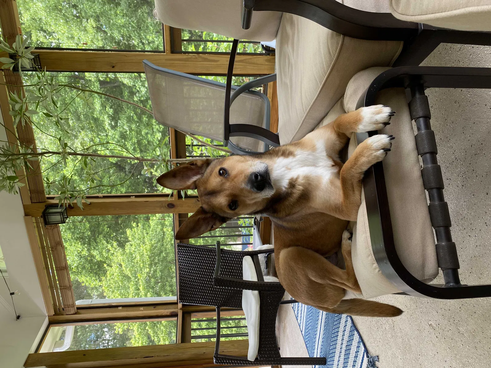 Lost dog in Atlanta, GA, 30329