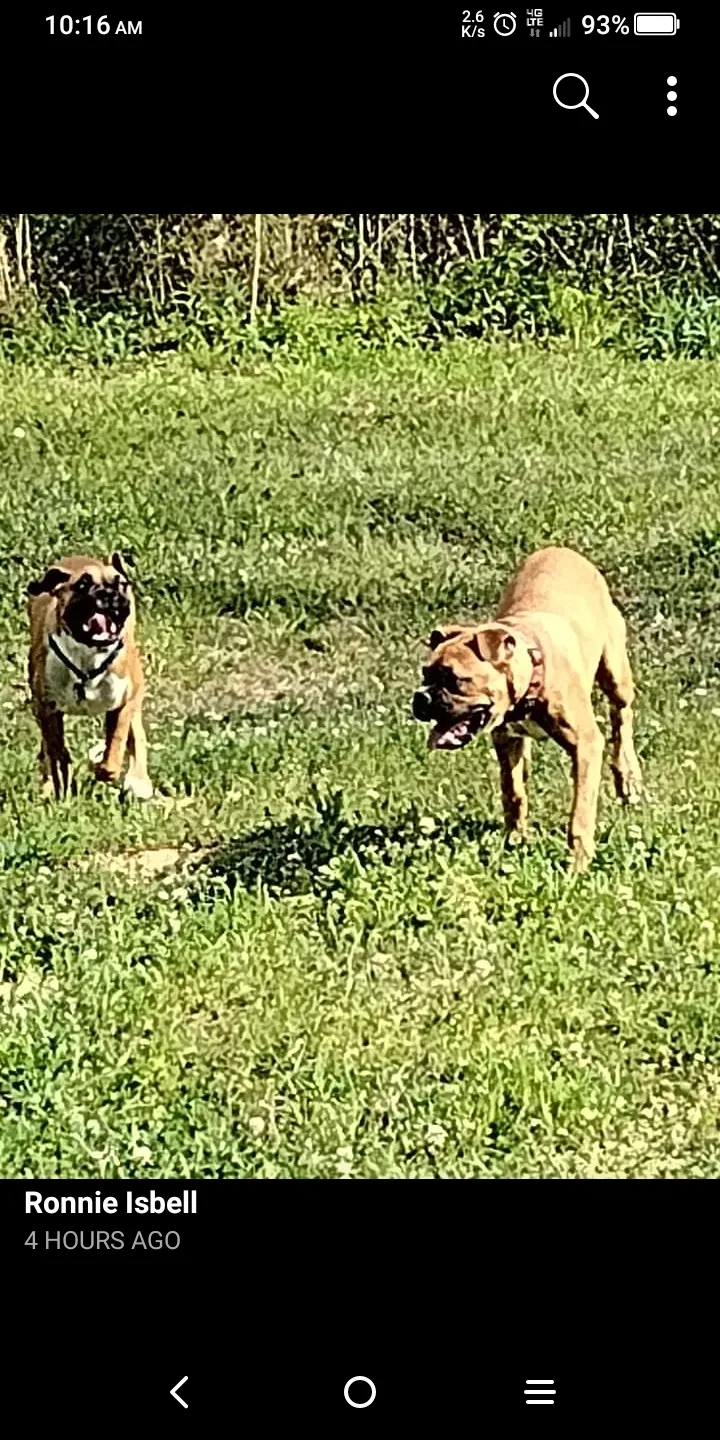 Lost dog in Trussville, AL, 35173