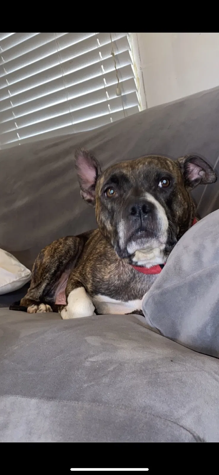Lost dog in Troy, VA, 22974