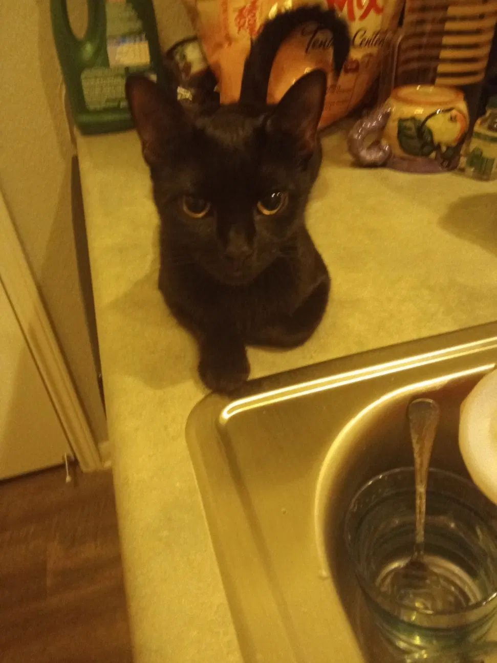 Lost cat in Austin, TX, 78745