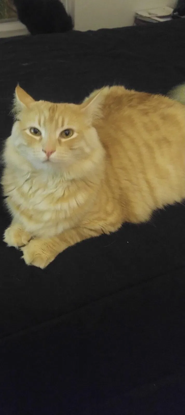 Lost cat in Brooksville, FL, 34602