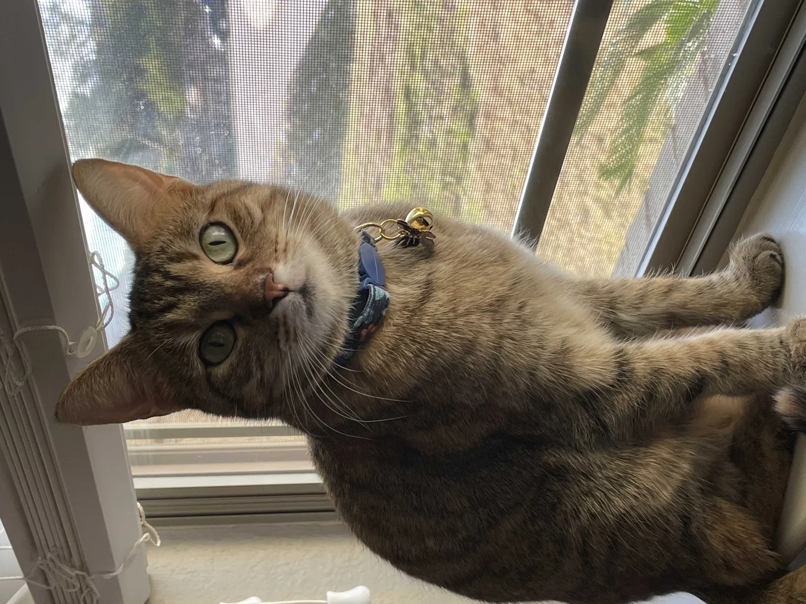 Lost cat in San Antonio, TX, 78260