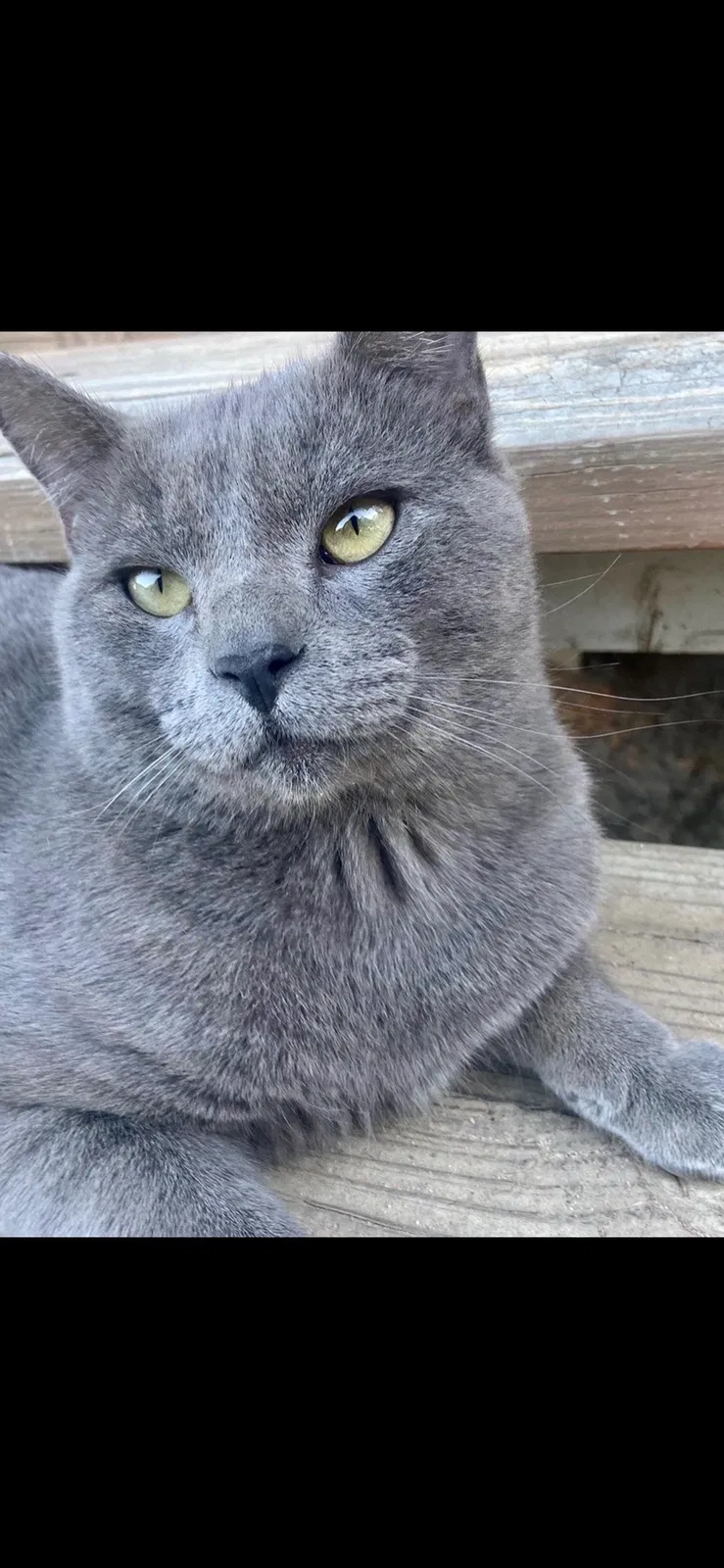 Lost cat in Von Ormy, TX, 78073