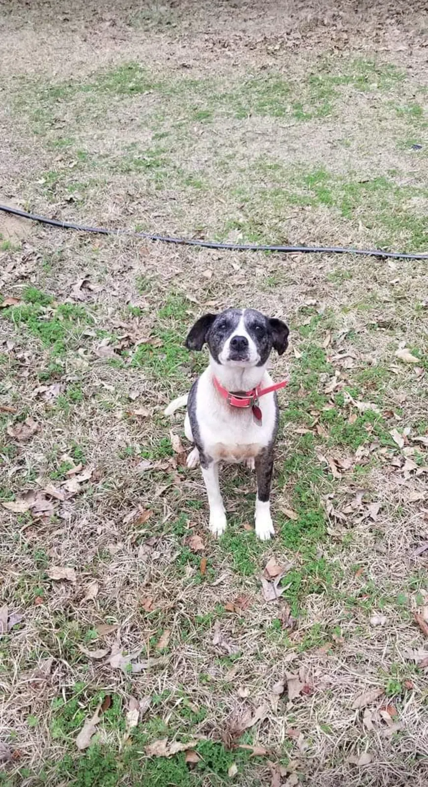 Lost dog in Wilmer, AL, 36587