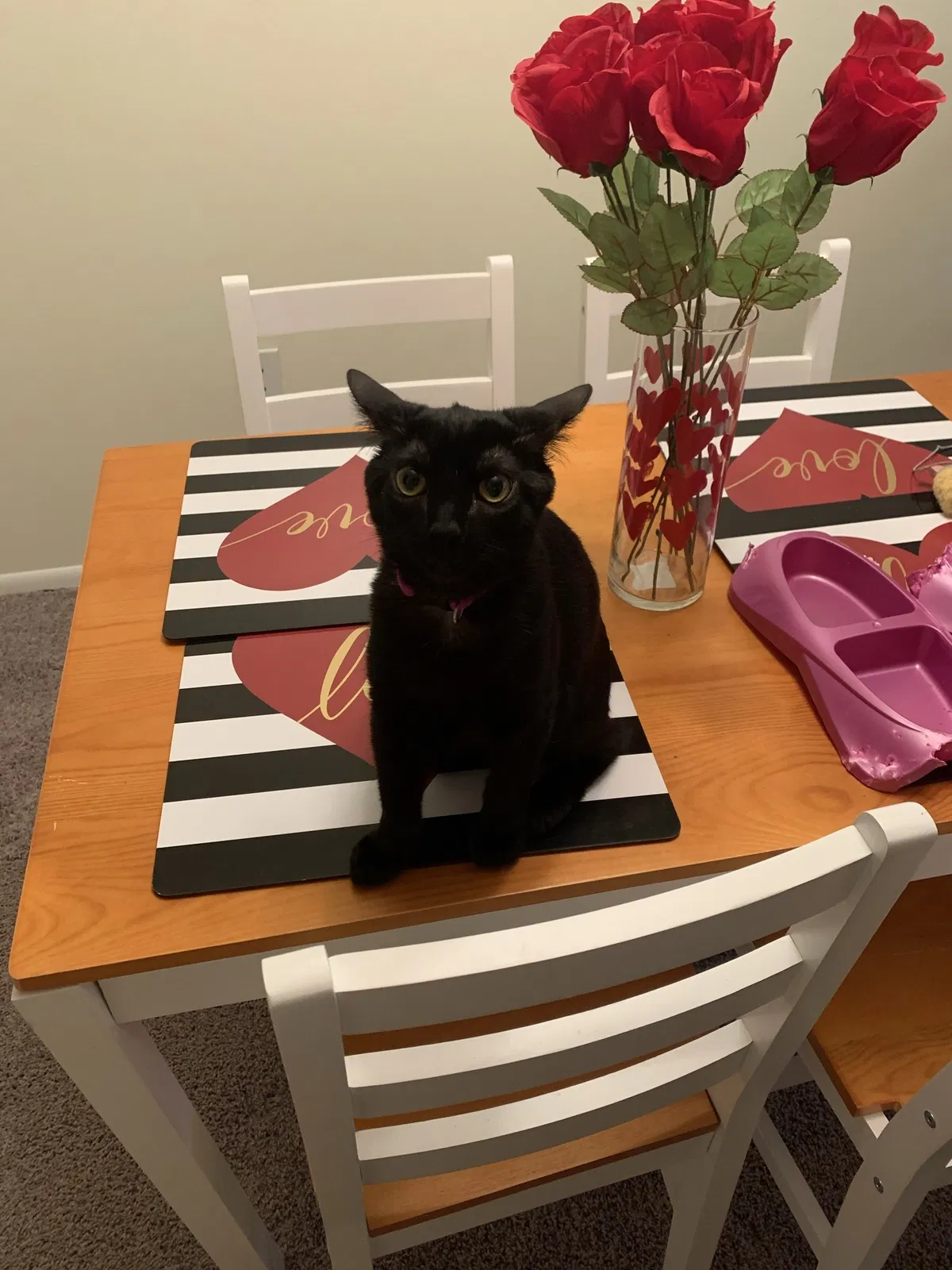 Lost cat in Melbourne, FL, 32935