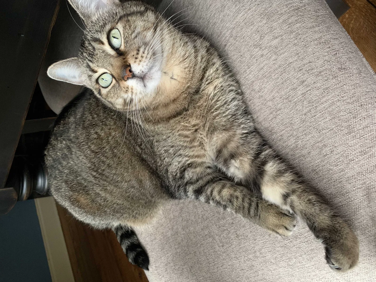 Lost cat in Arnaudville, LA, 70512