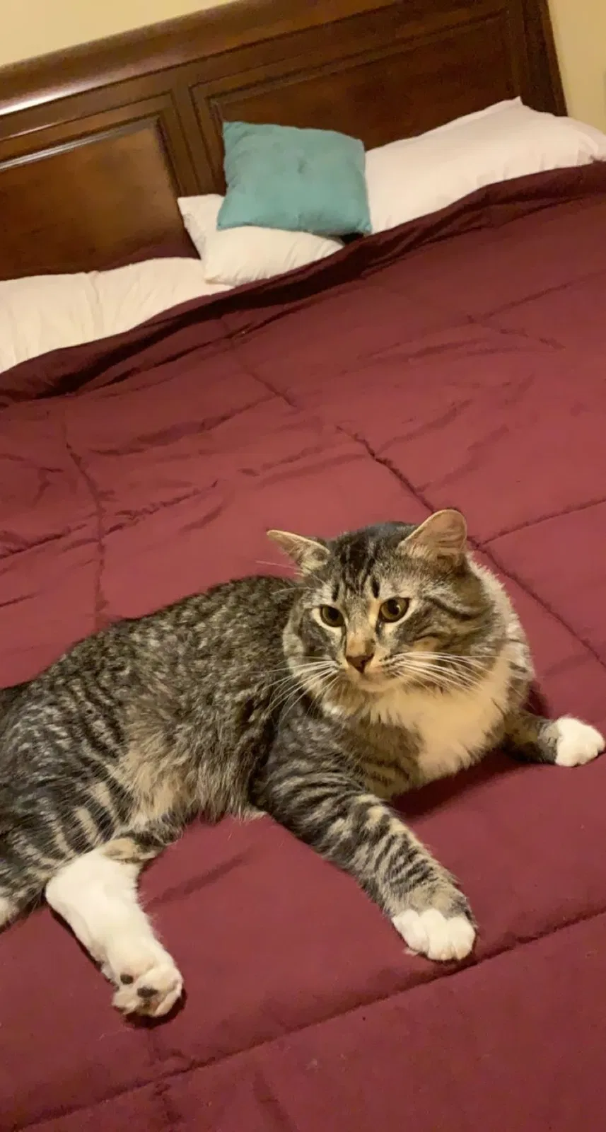 Lost cat in Corcoran, CA, 93212