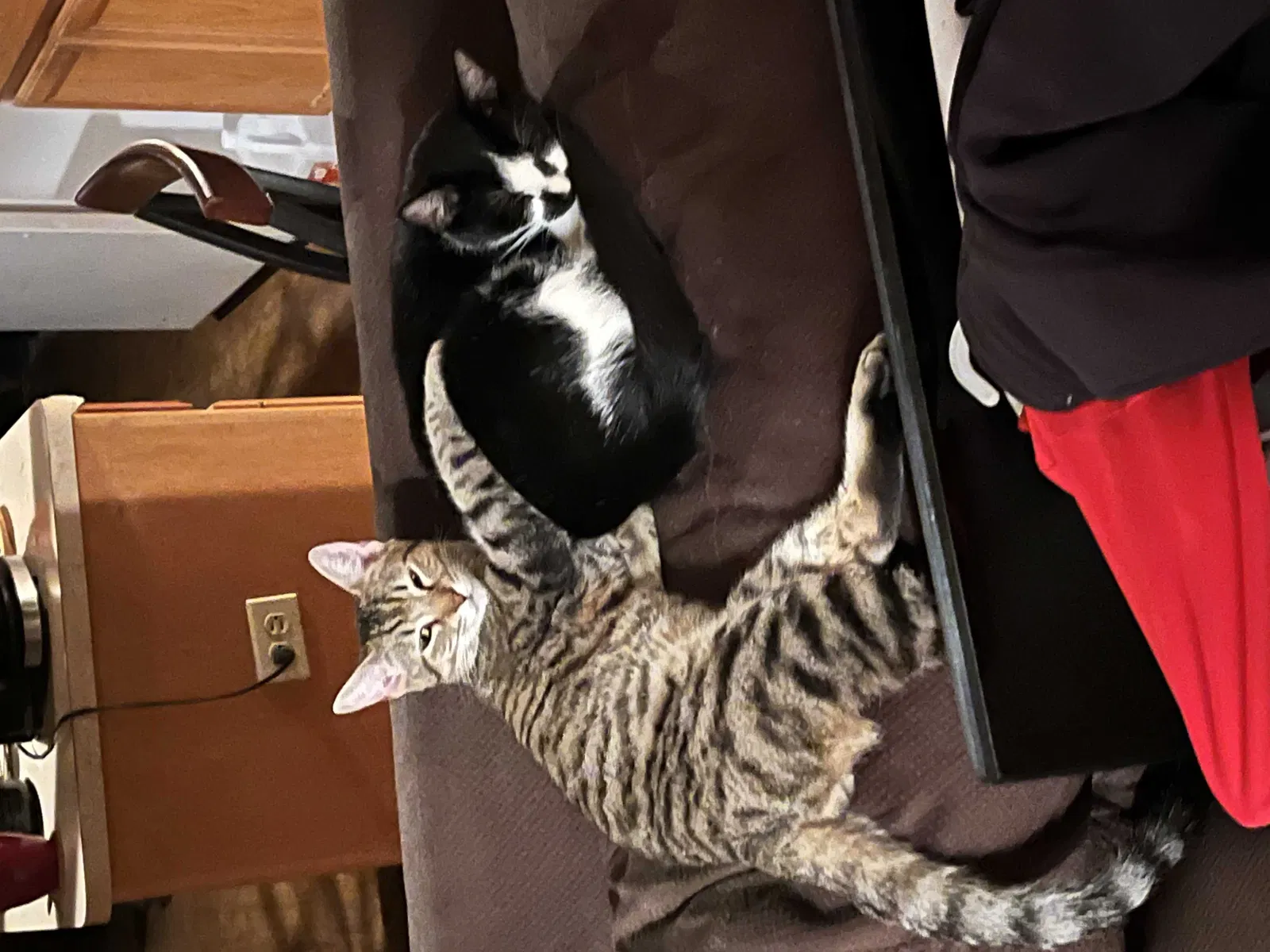 Lost cat in Hewitt, TX, 76643