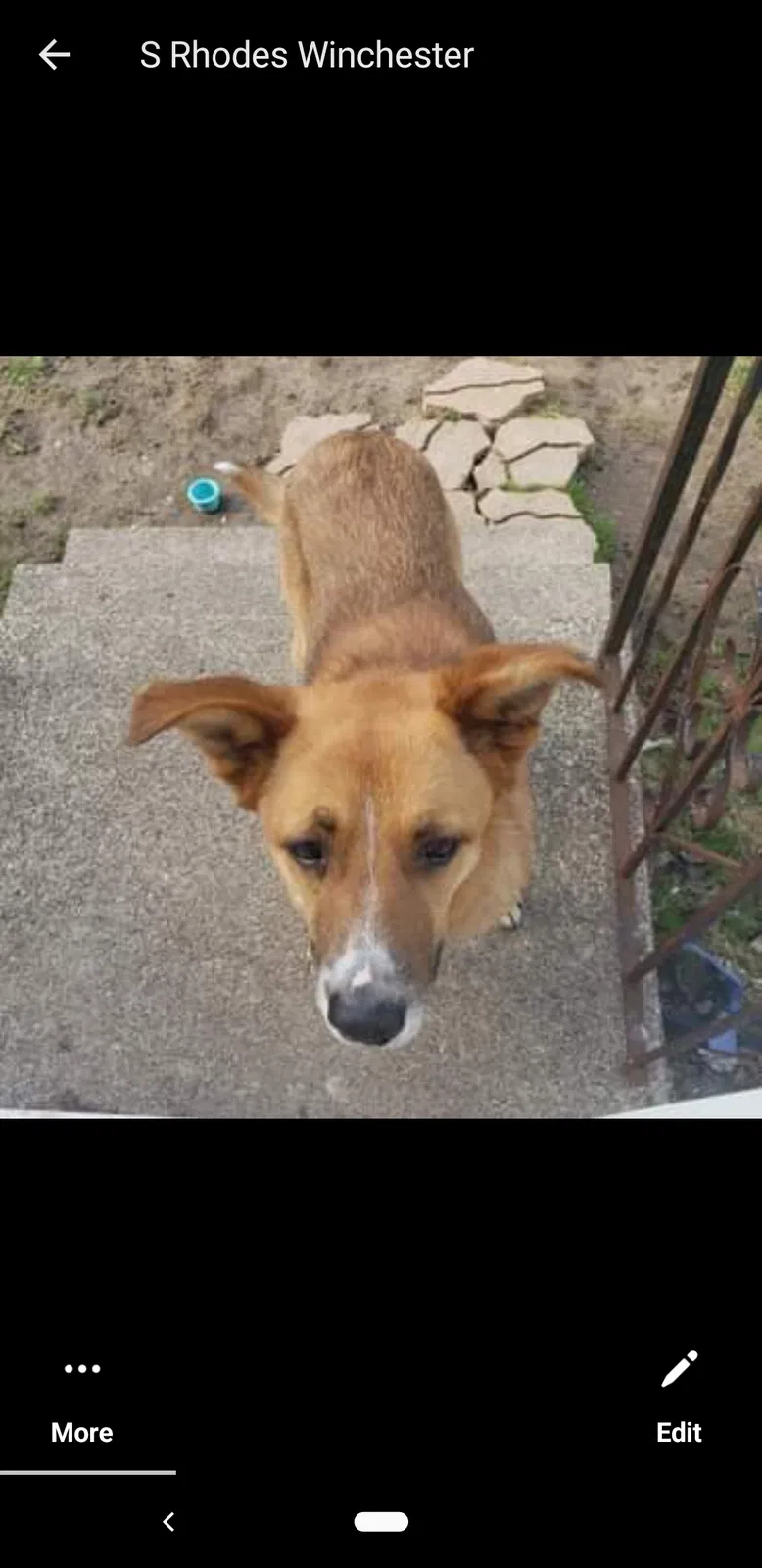 Found dog in Lansing, MI, 48910