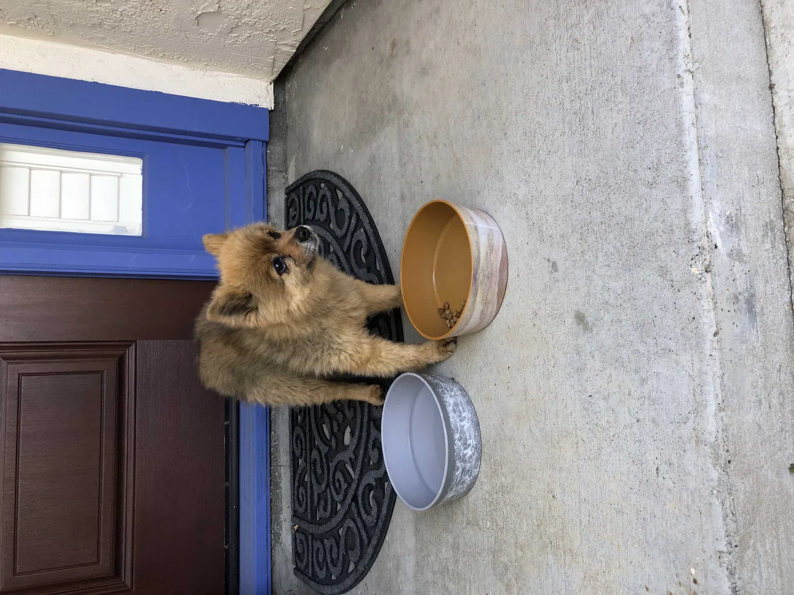 Found dog in Salinas, CA, 93906