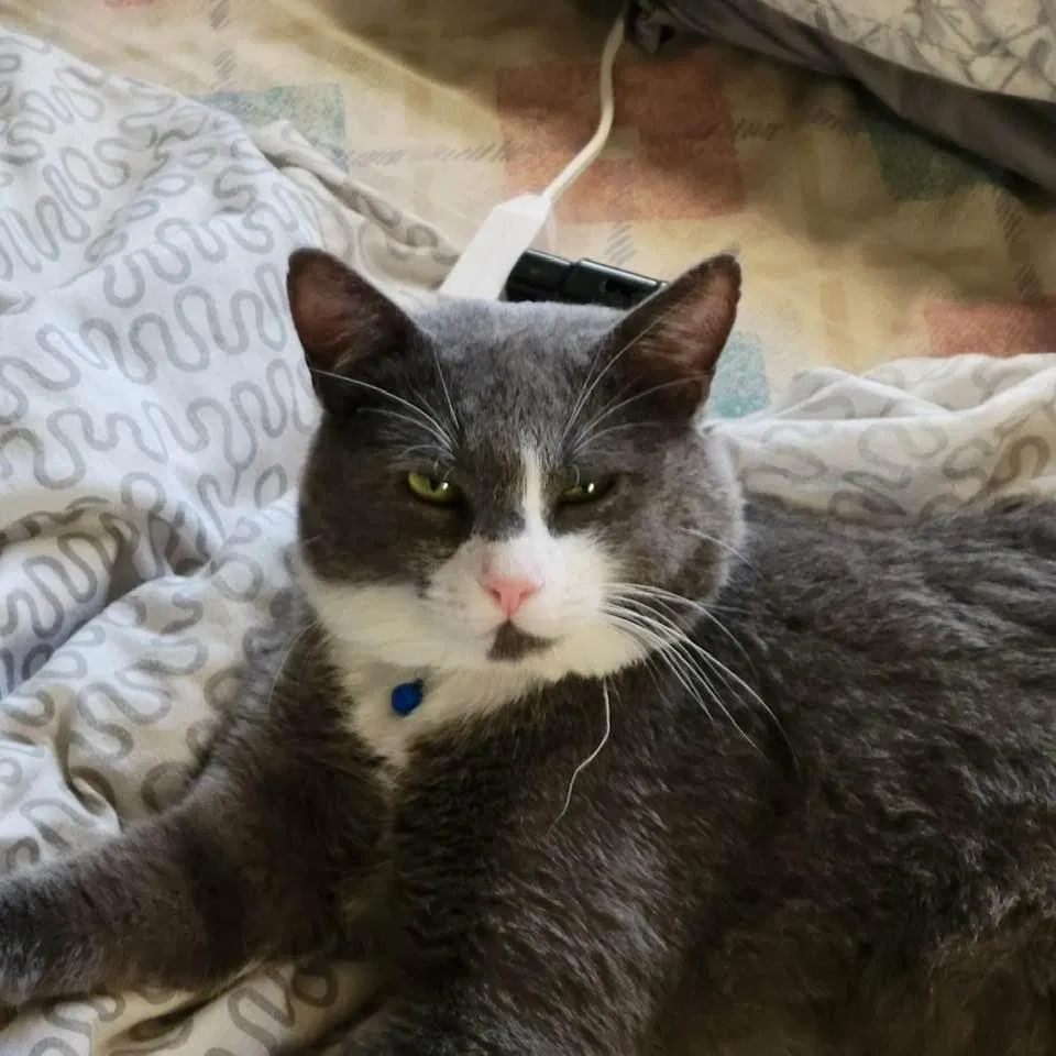 Lost cat in San Antonio, TX, 78221