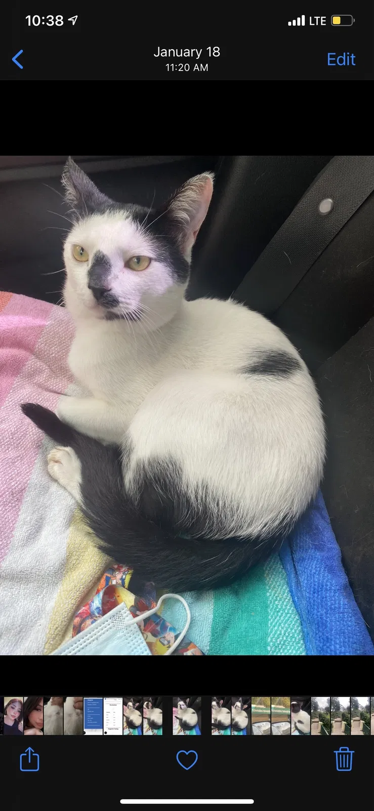 Lost cat in Los Angeles, CA, 90005
