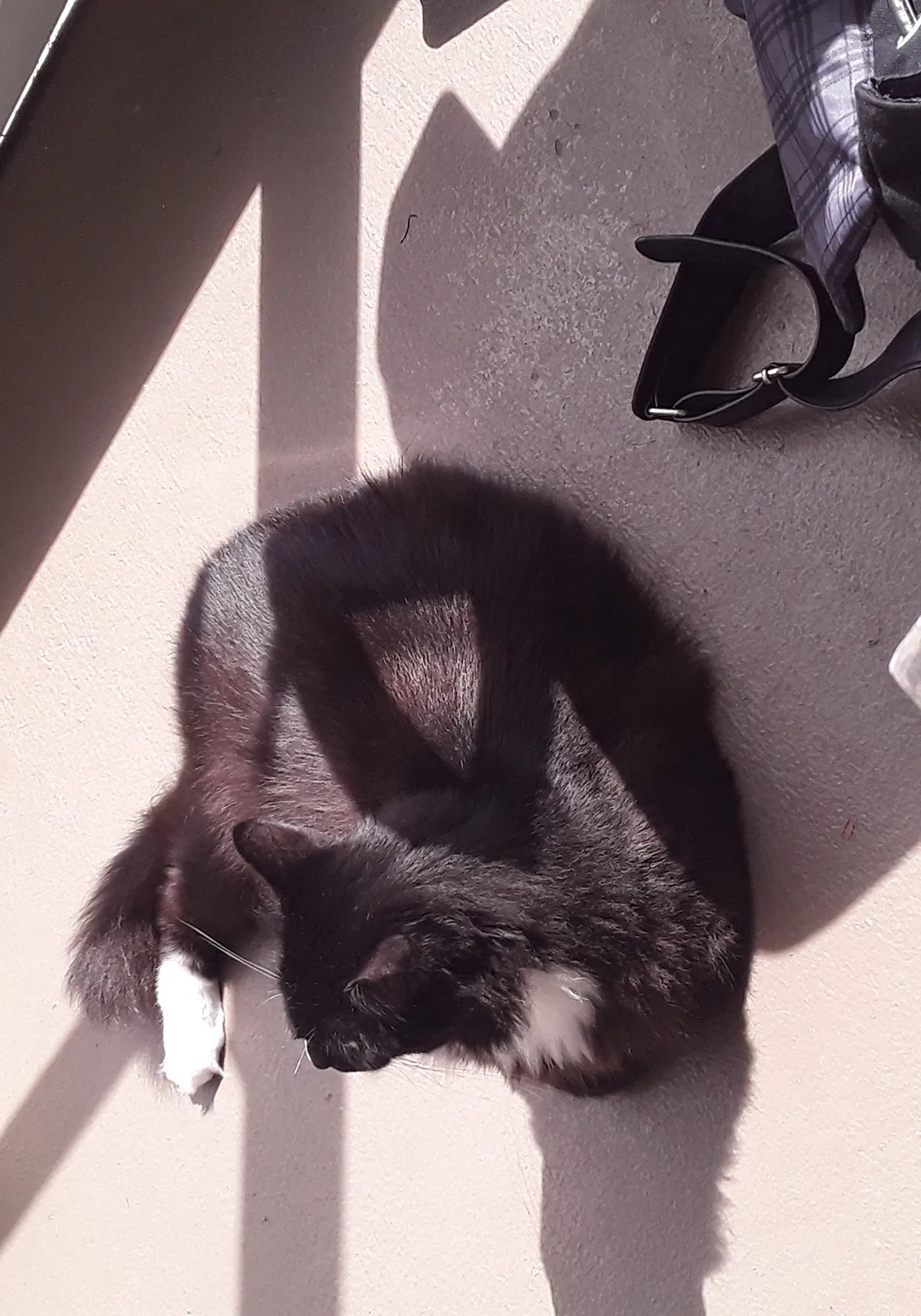 Lost cat in Rockledge, FL, 32955