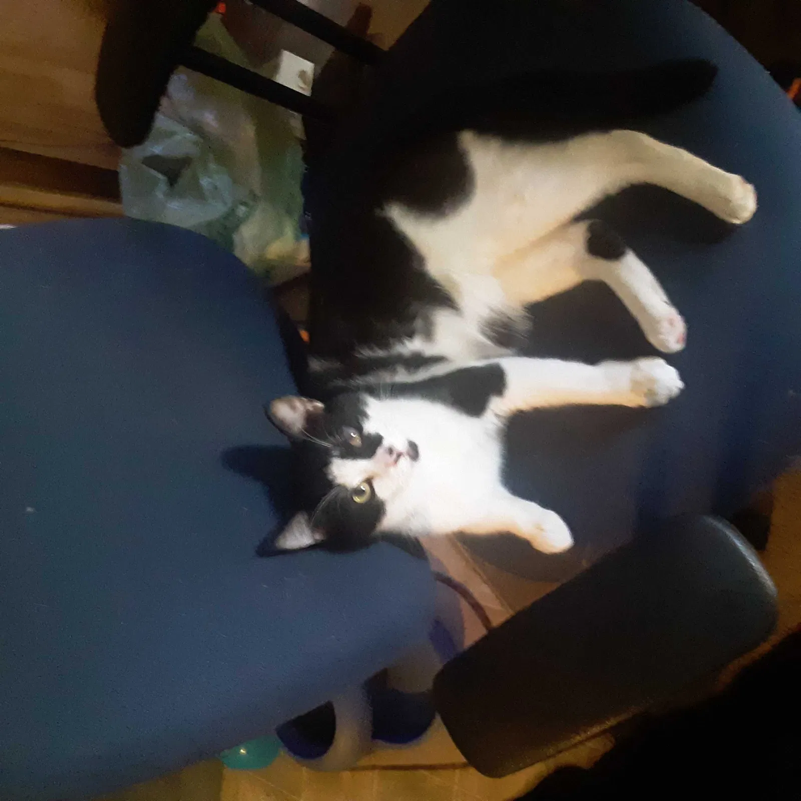 Lost cat in Monroe, WA, 98272
