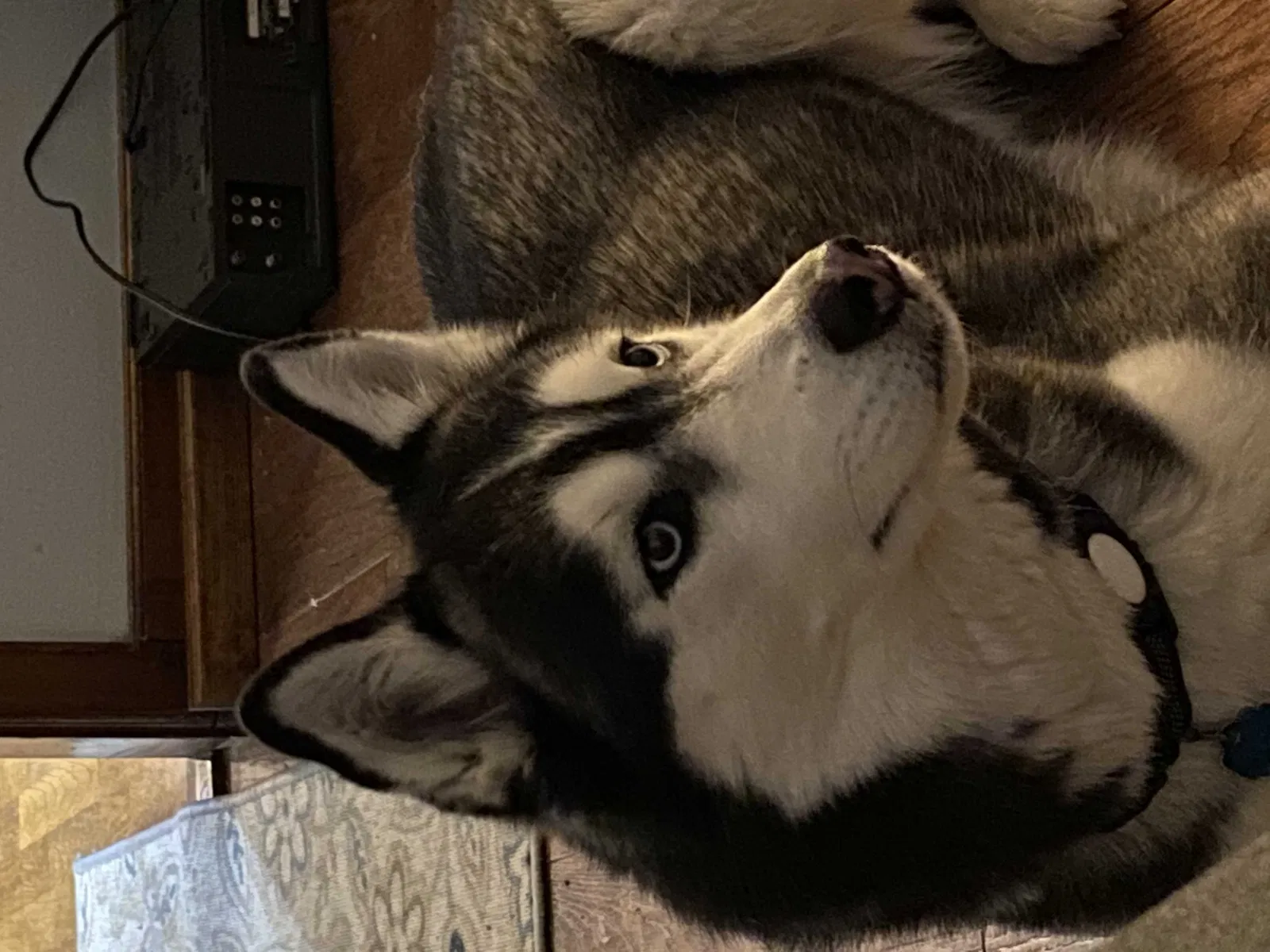 Lost dog in Somerville, AL, 35670