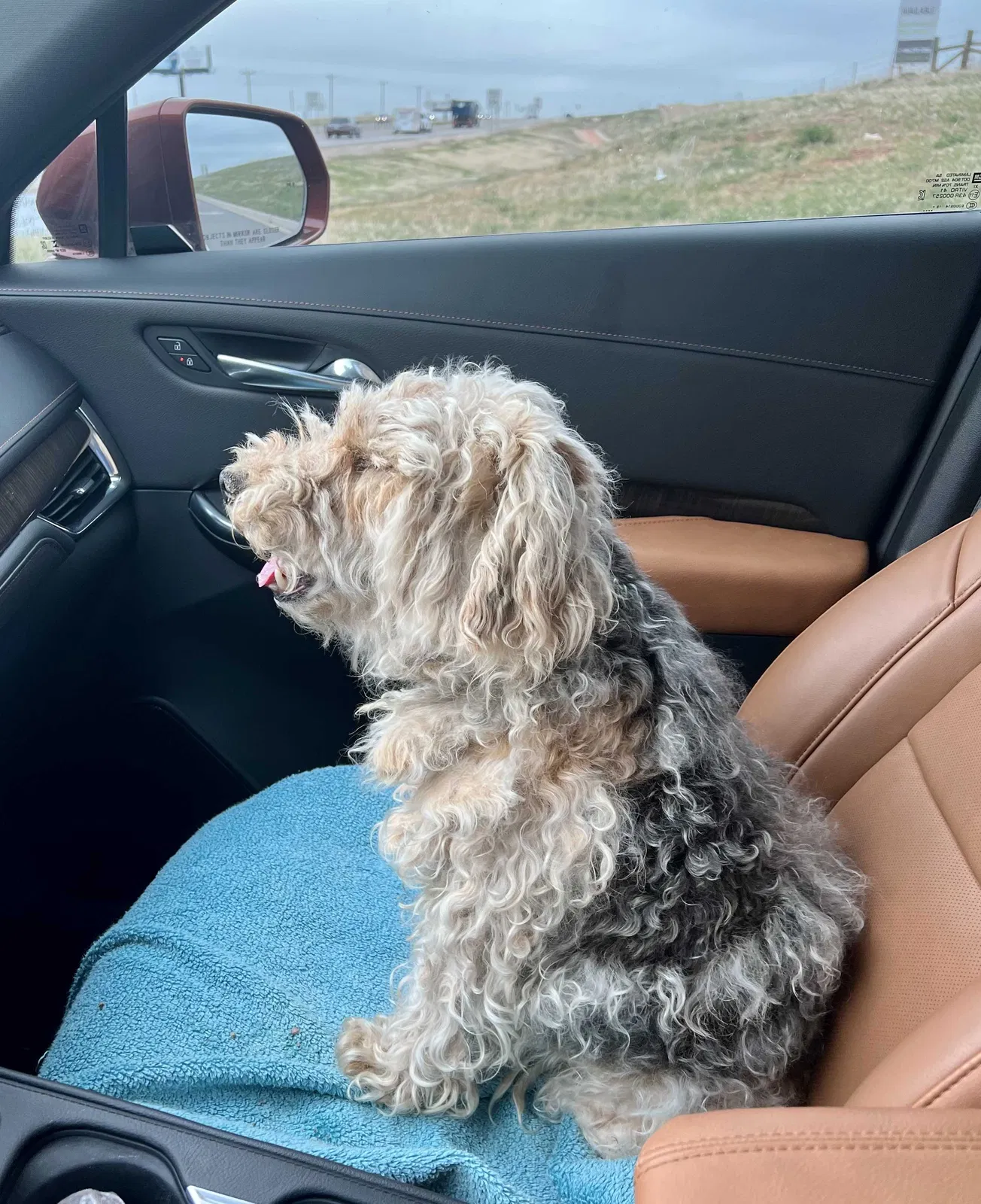 Found dog in Edmond, OK, 73012