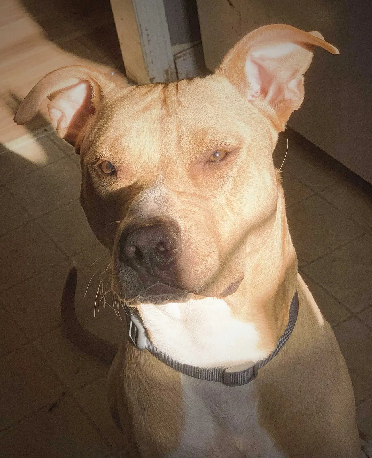 Lost dog in Knoxville, TN, 37921
