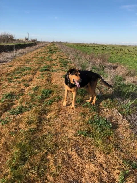 Lost dog in Elk Grove, CA, 95757