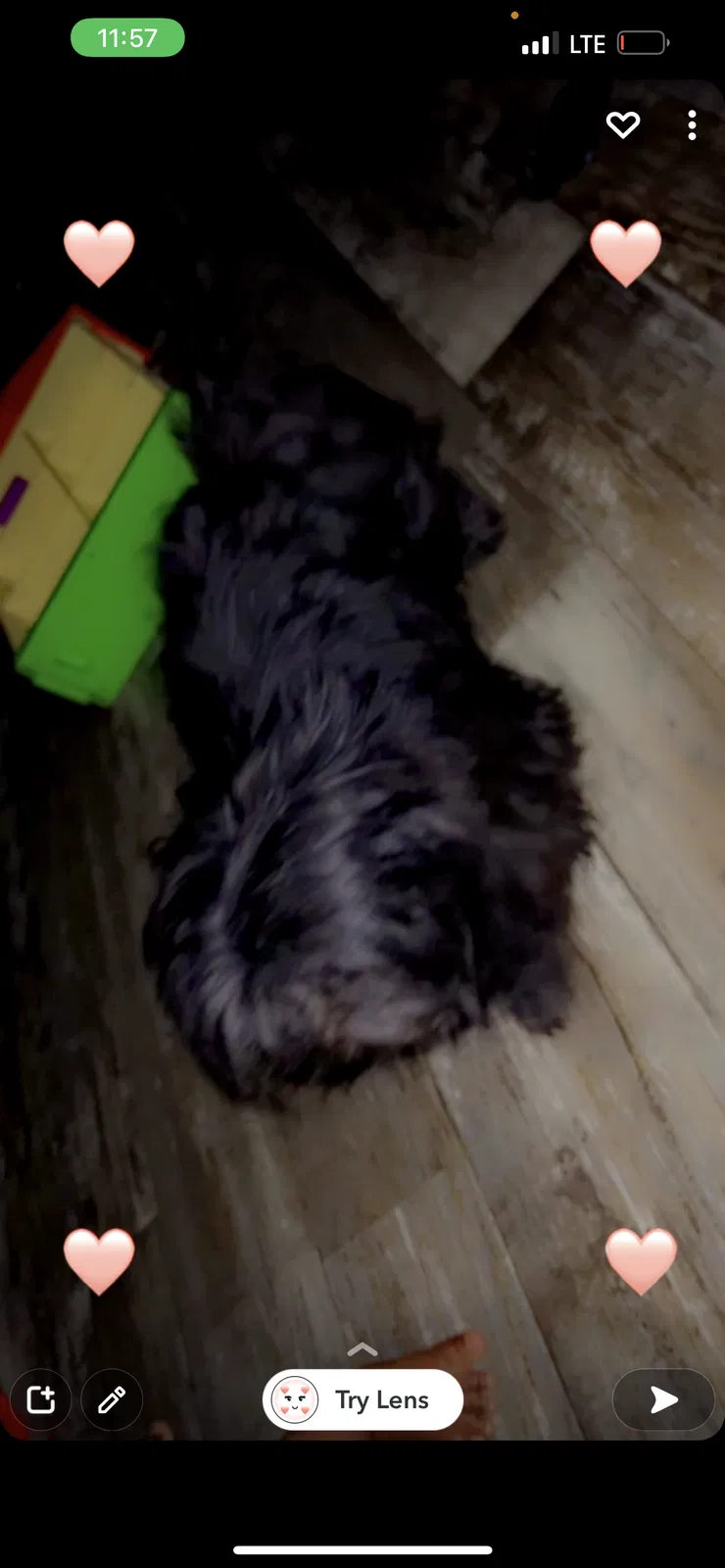 Lost dog in Saginaw, MI, 48601
