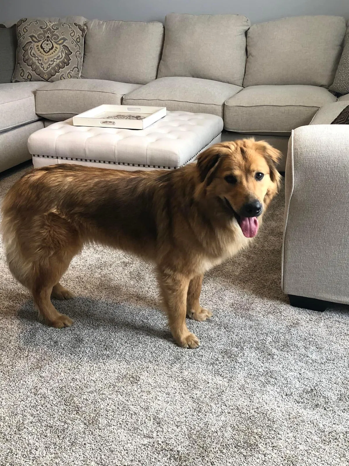 Lost dog in Hermitage, TN, 37076