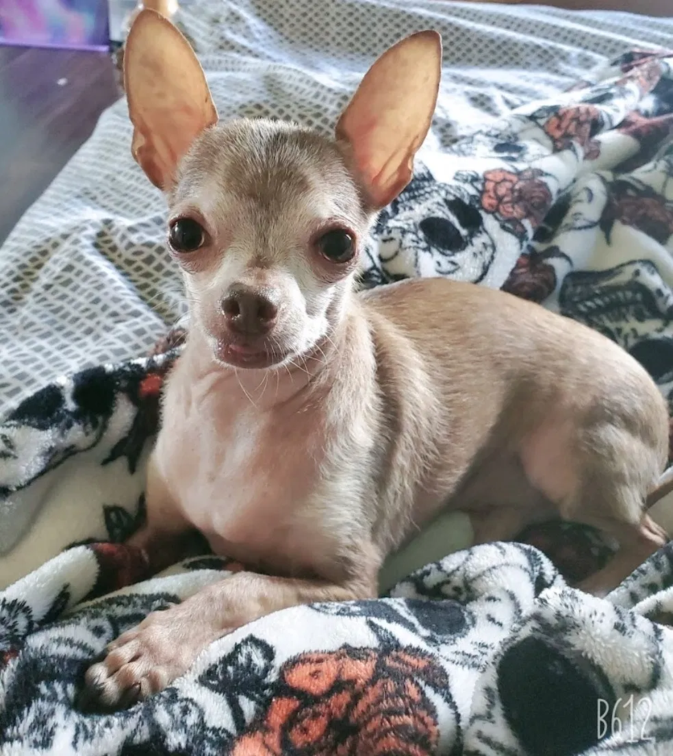 Lost dog in Laredo, TX, 78045