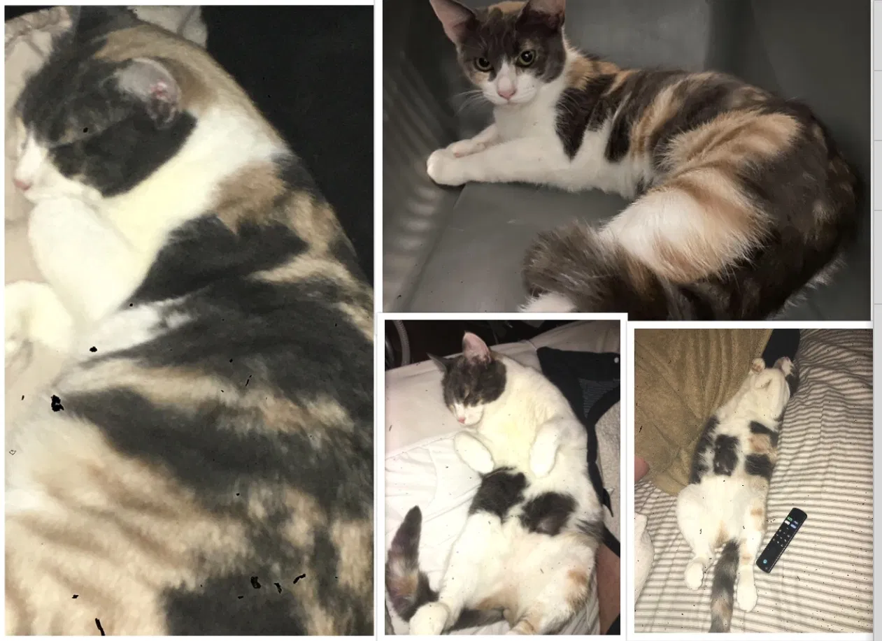 Lost cat in Lake Jackson, TX, 77566