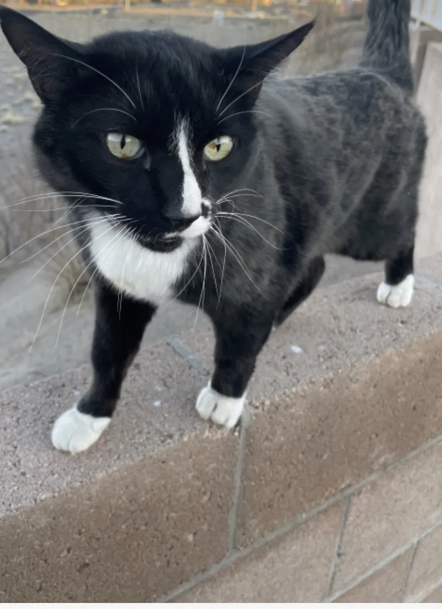 Lost cat in Rio Rancho, NM, 87124