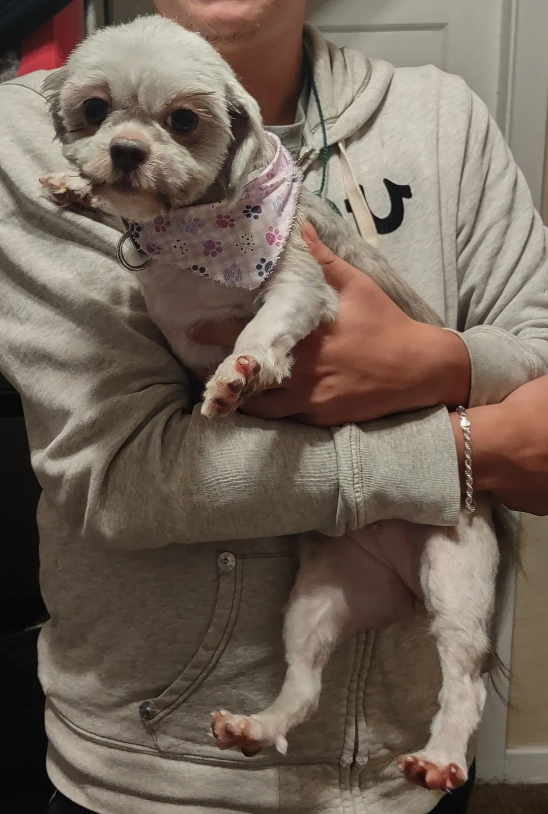Lost dog in Stockton, CA, 95205